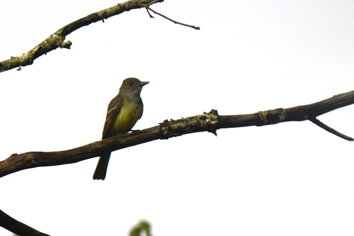 Great Crested Flycatcher - ML620887505