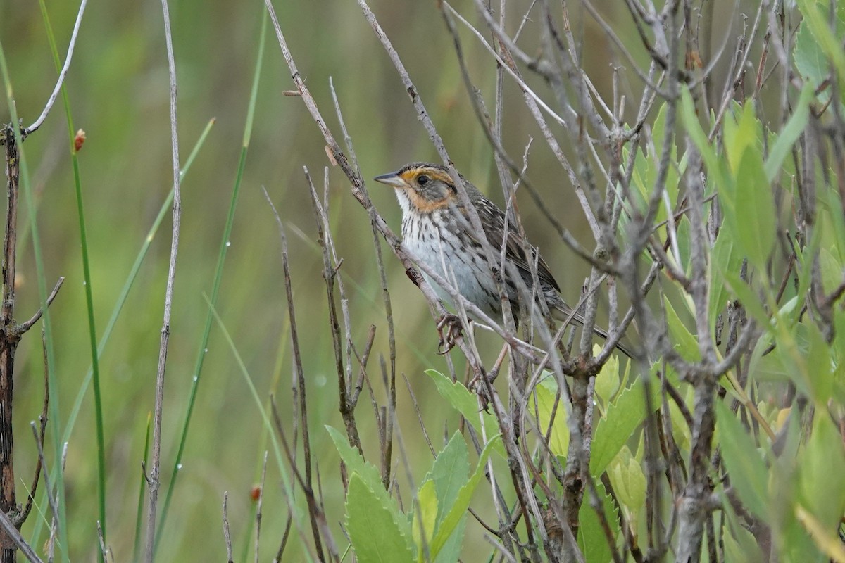 Bruant à queue aiguë - ML620887517