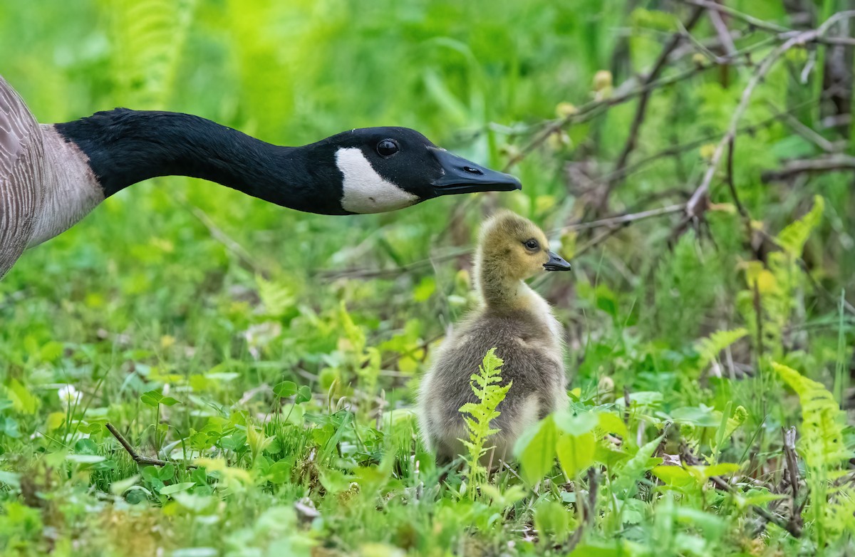 Canada Goose - ML620887522