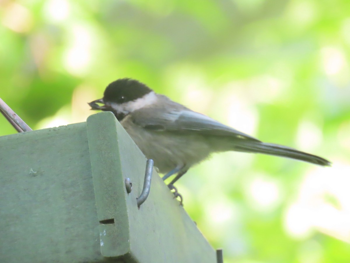 Black-capped Chickadee - aerin tedesco