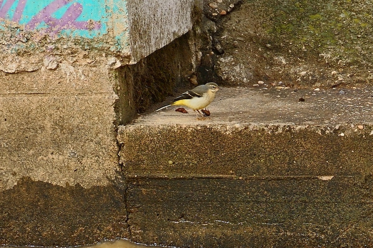 Gray Wagtail - ML620887536