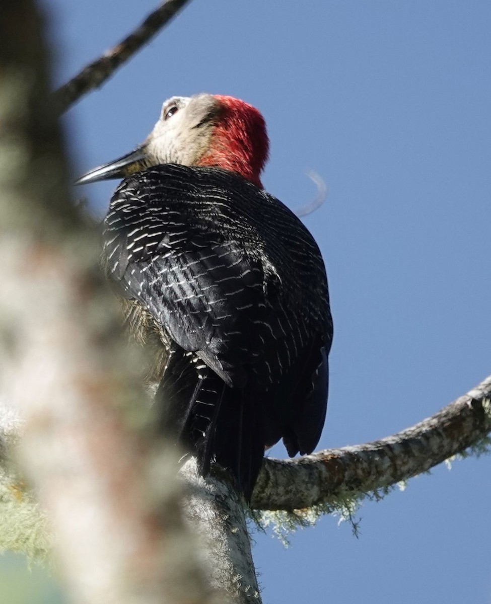Jamaican Woodpecker - ML620887537