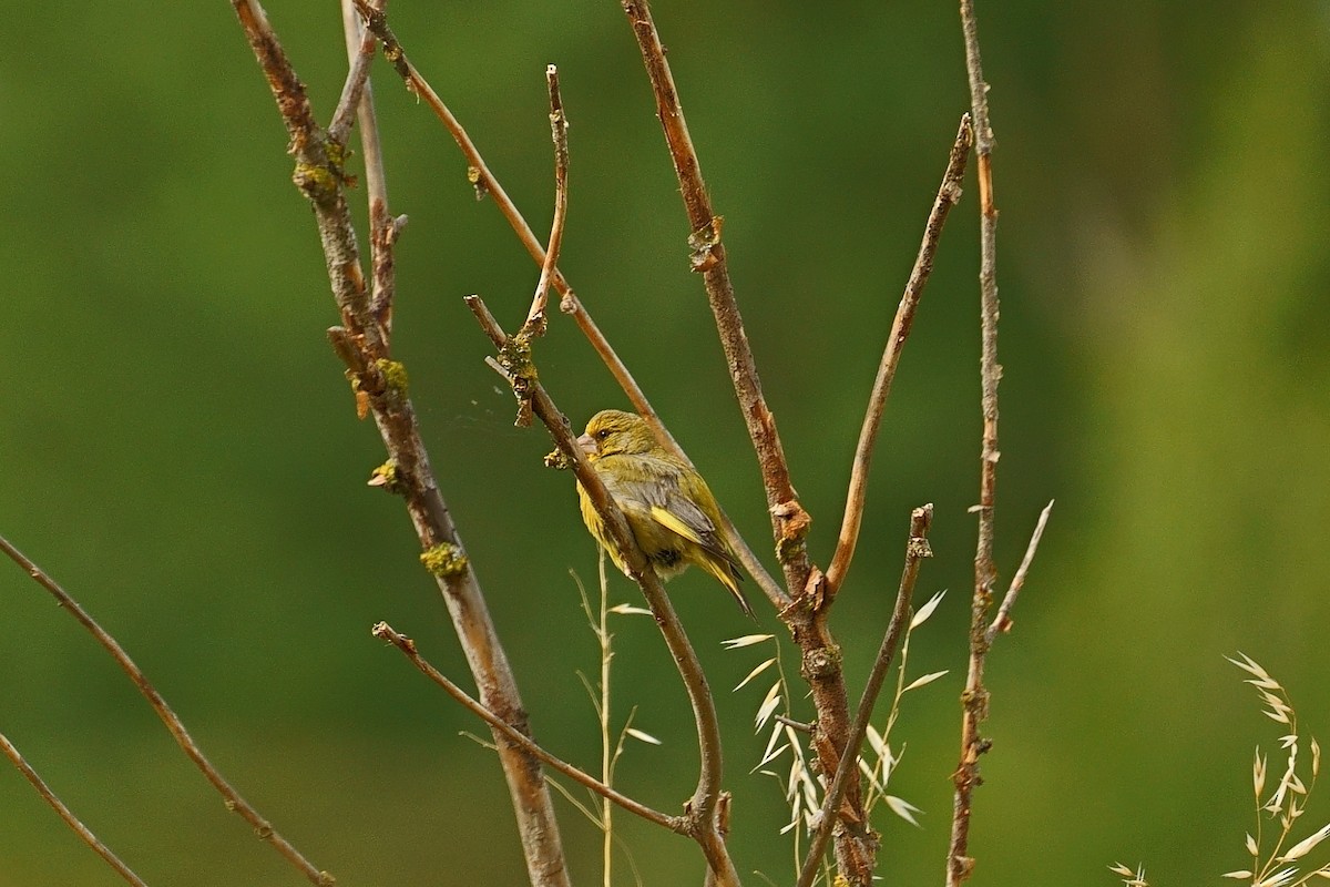 European Greenfinch - ML620887538