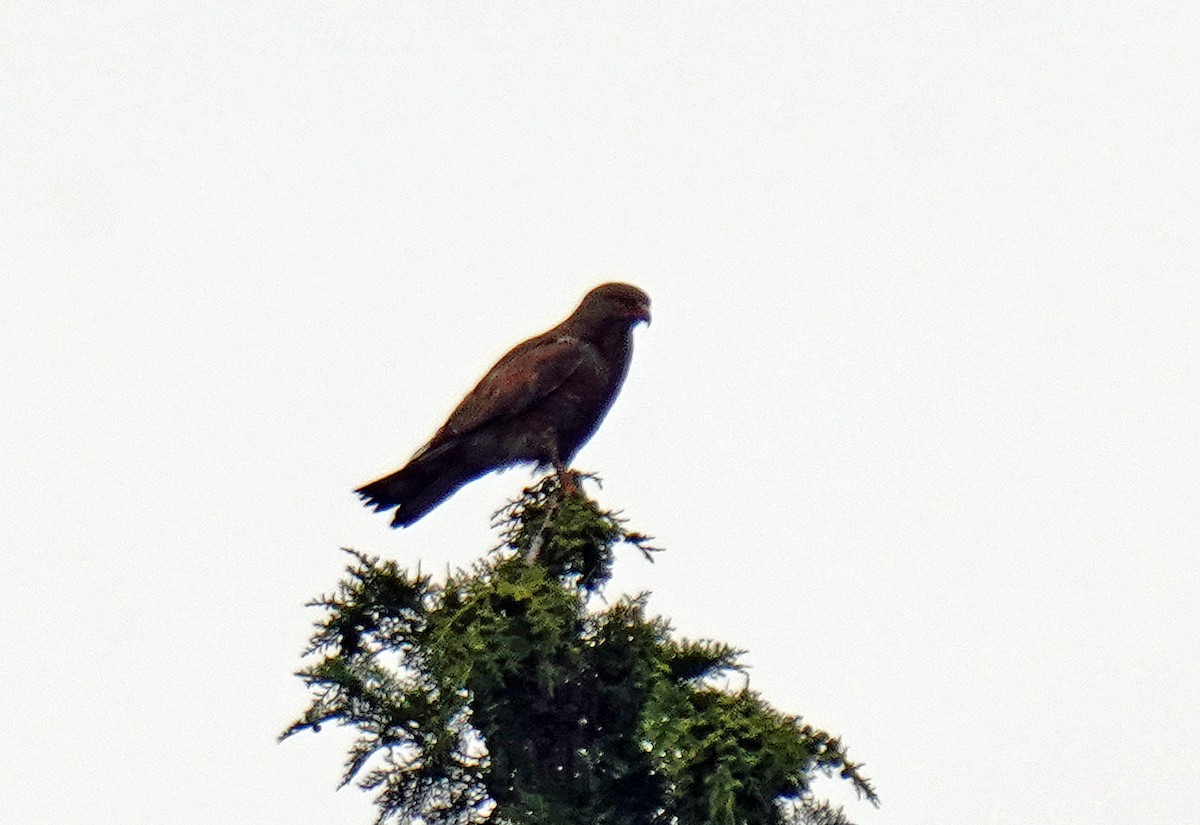 Gray-faced Buzzard - ML620887540