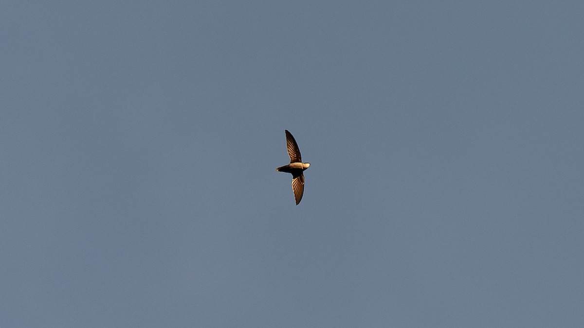 Gray-rumped Swift - ML620887546