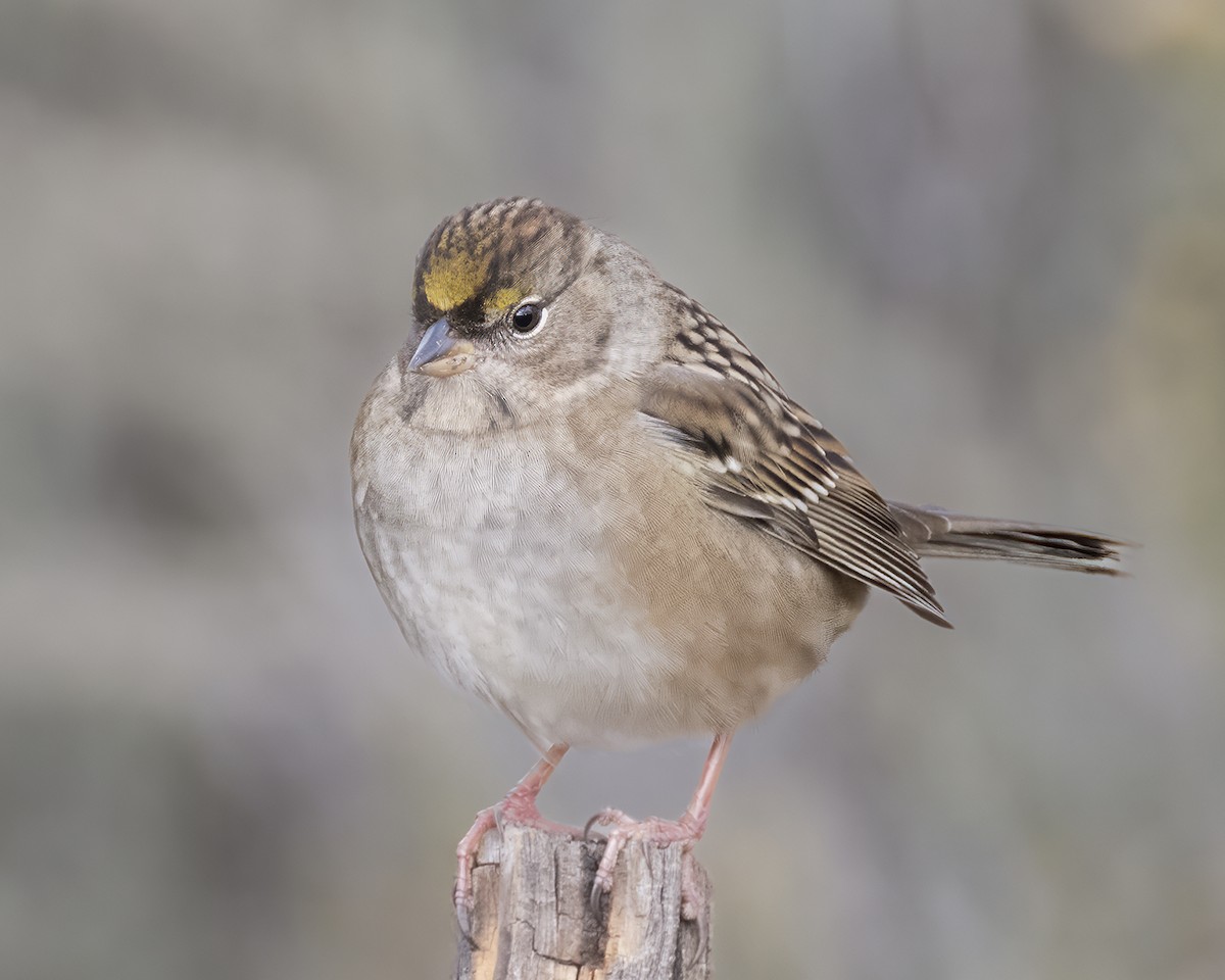 Golden-crowned Sparrow - Larry Hollar