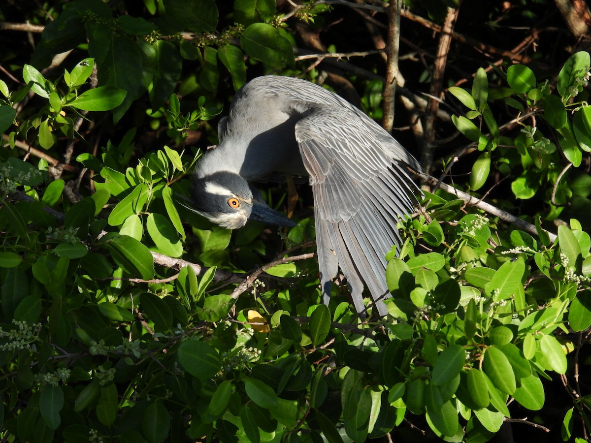 Yellow-crowned Night Heron - ML620887576