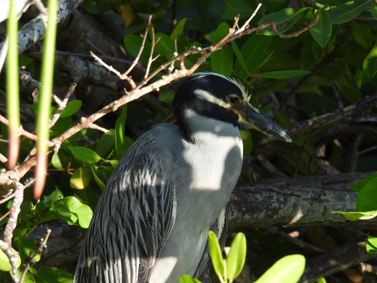 Yellow-crowned Night Heron - ML620887577