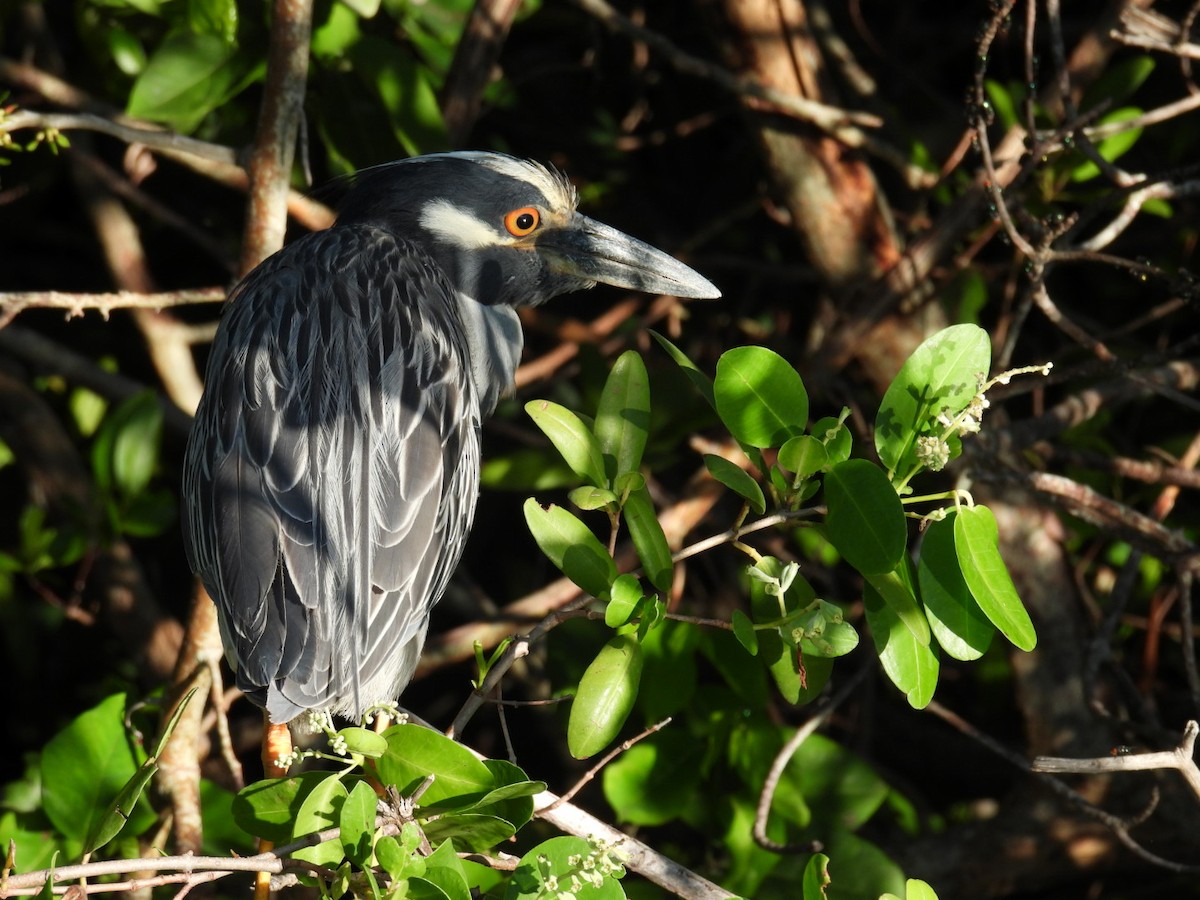 Yellow-crowned Night Heron - ML620887579