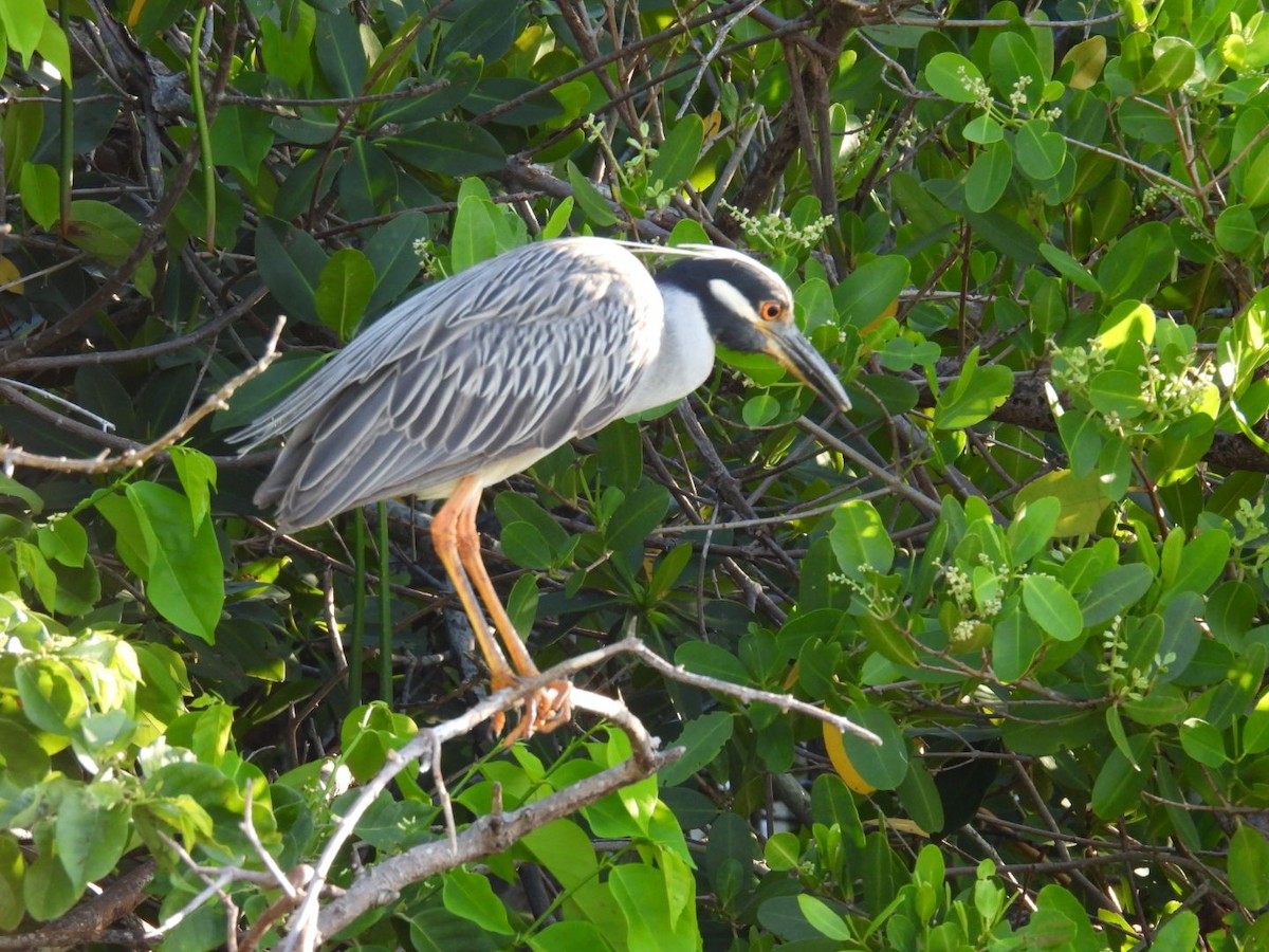 Yellow-crowned Night Heron - ML620887580