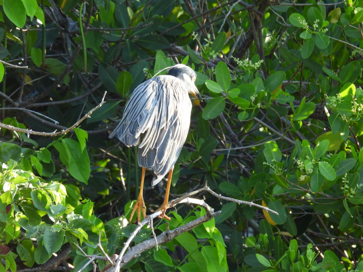 Yellow-crowned Night Heron - ML620887581