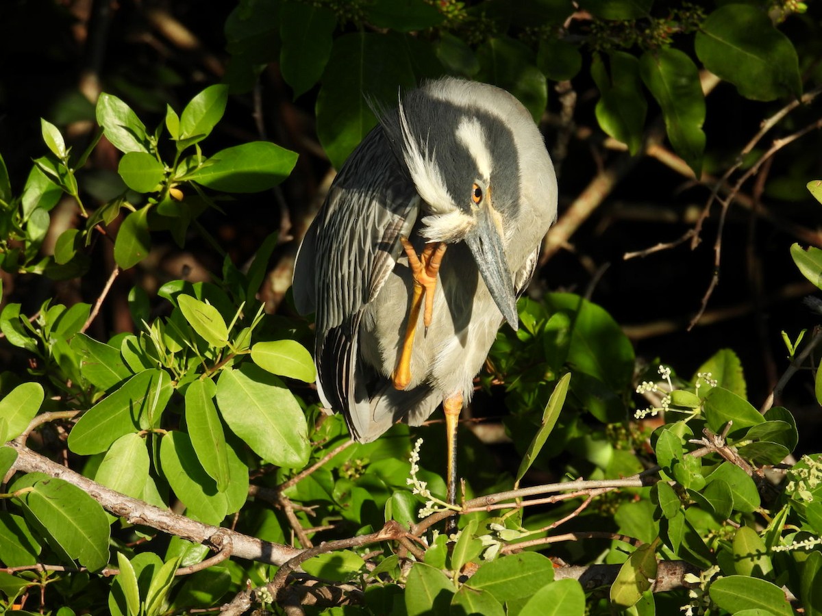 Yellow-crowned Night Heron - ML620887582