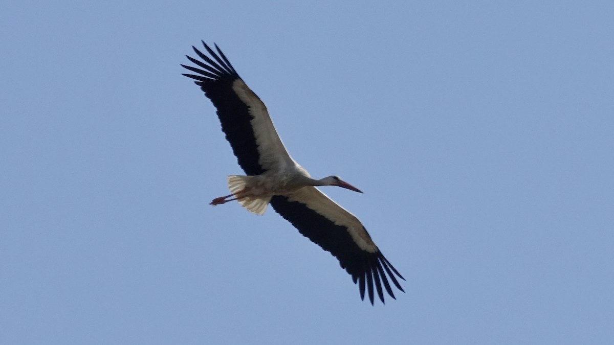 White Stork - ML620887584