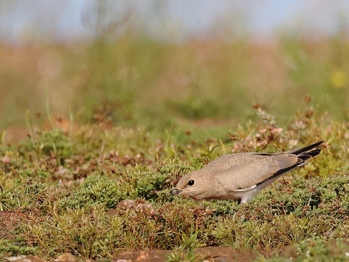 Small Pratincole - ML620887586