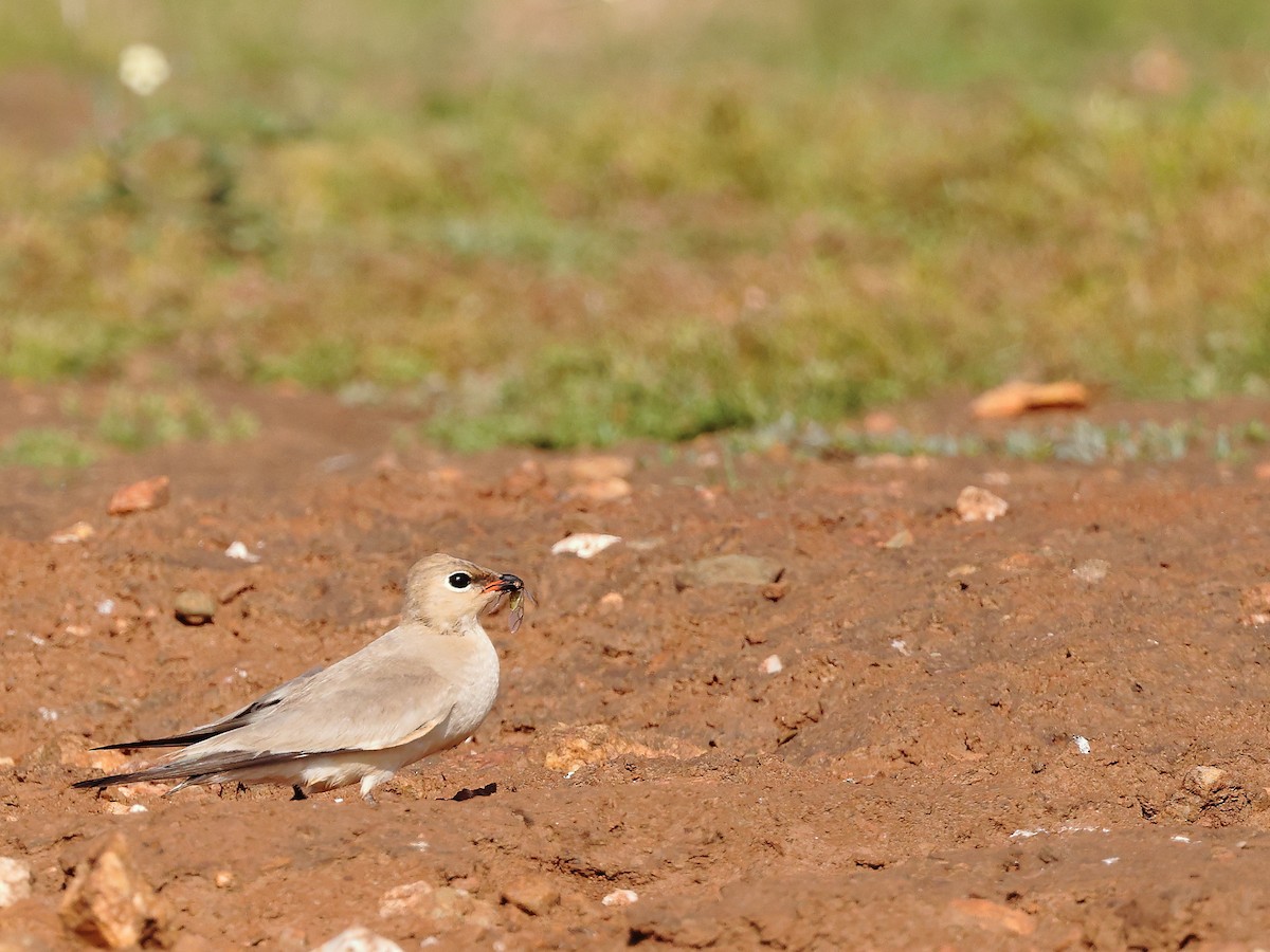 Small Pratincole - ML620887587