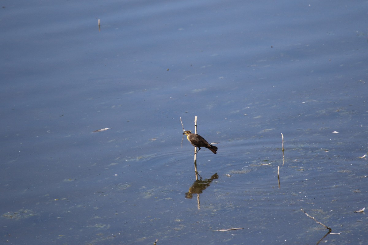 Yellow-headed Blackbird - ML620887588