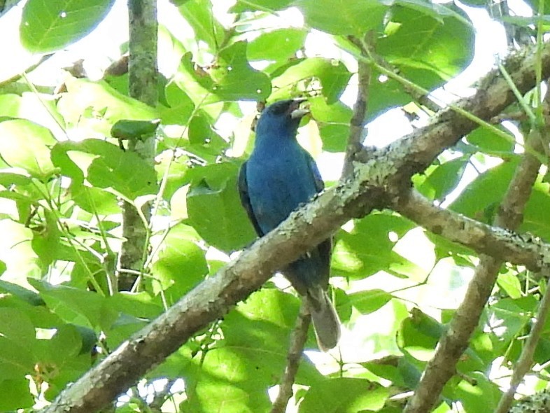 Indigo Bunting - ML620887590