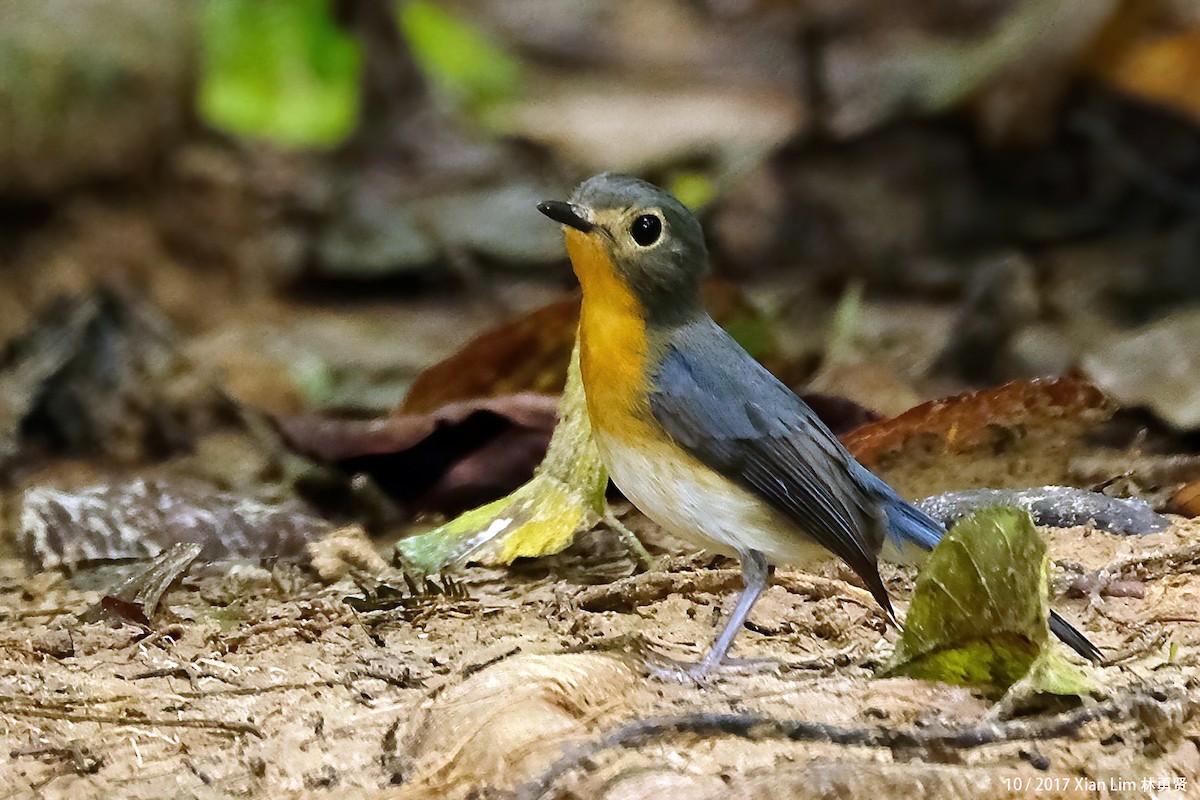 Indochinese Blue Flycatcher - ML620887607