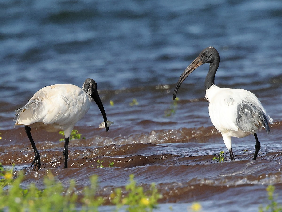 Ibis à tête noire - ML620887608