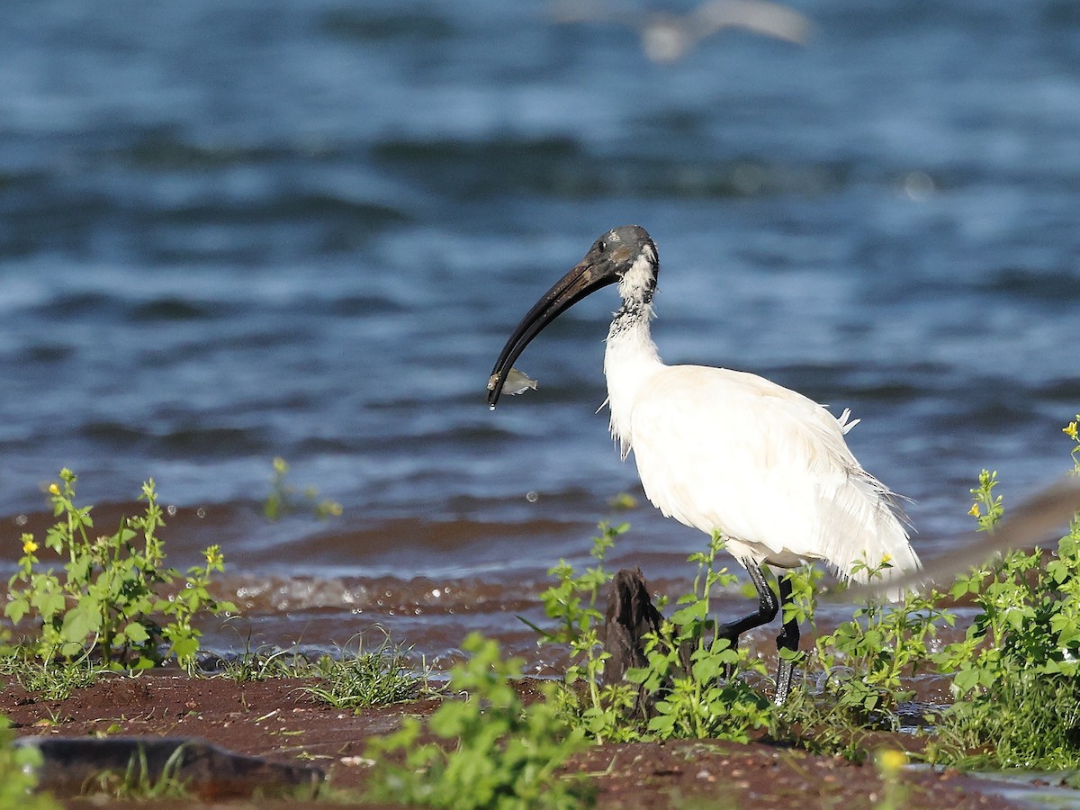 ibis černohlavý - ML620887609