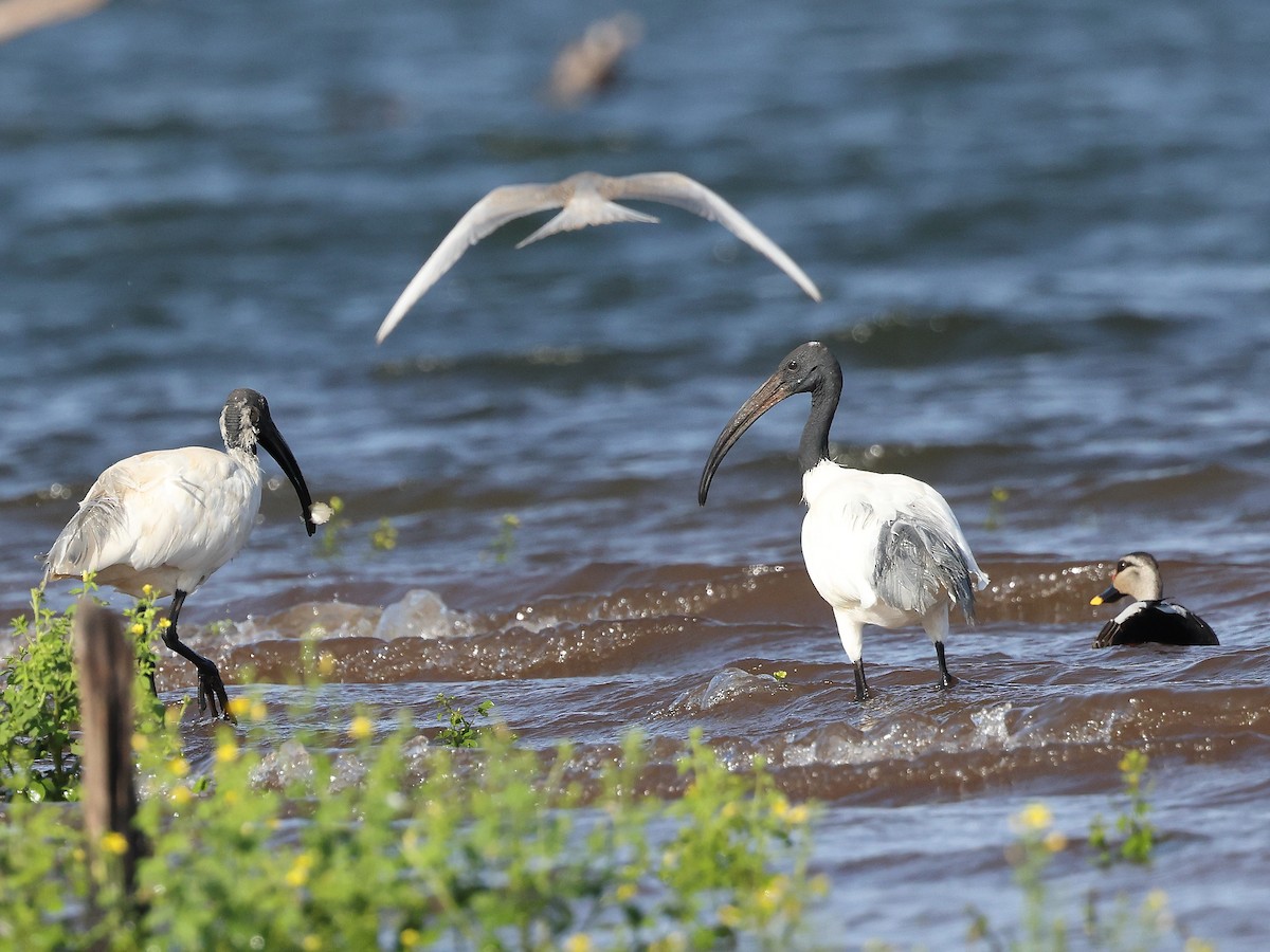 ibis černohlavý - ML620887610