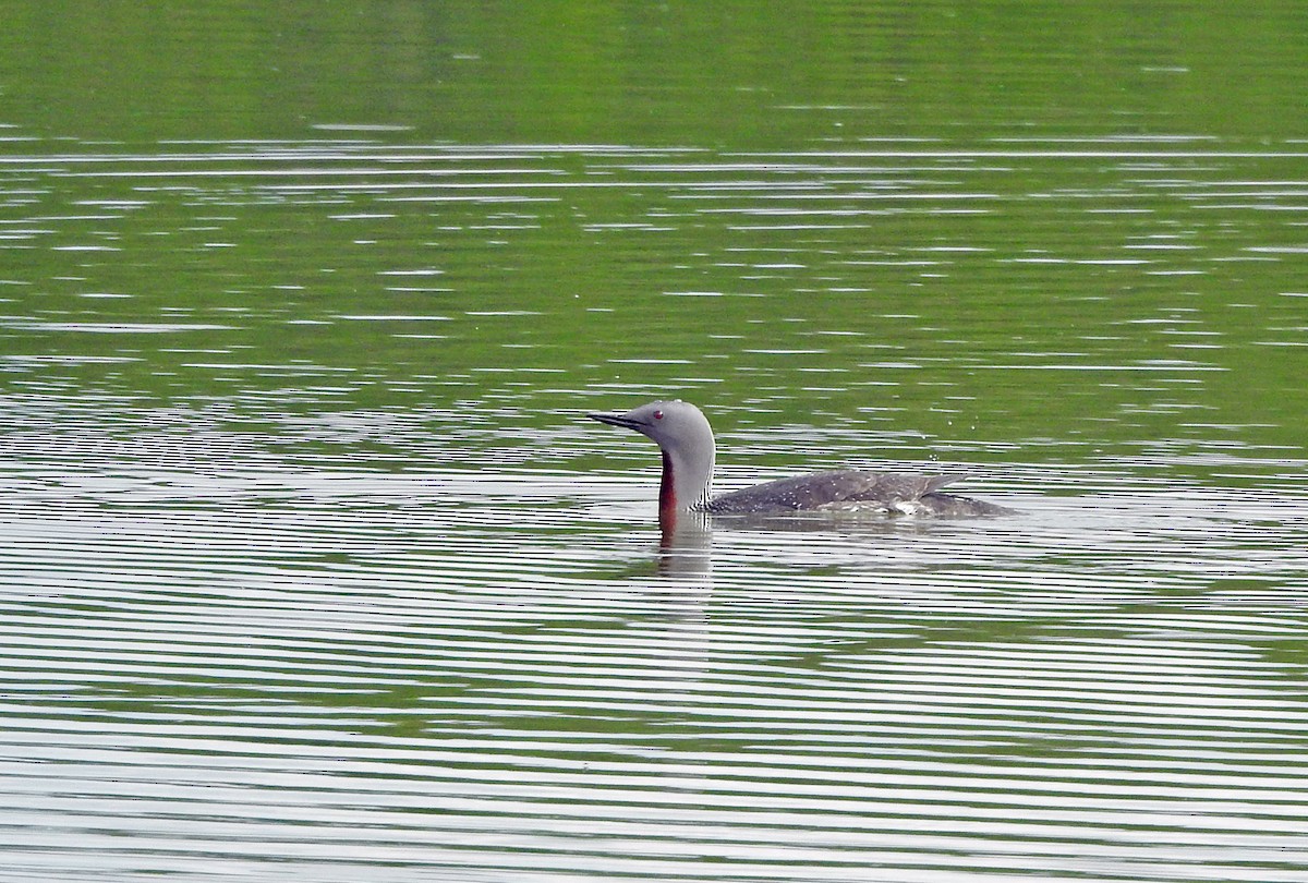 Red-throated Loon - ML620887611