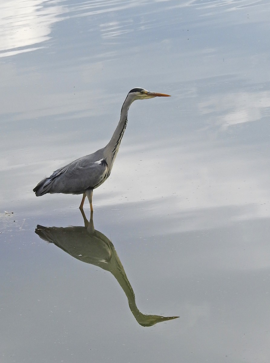 Gray Heron (Gray) - ML620887612