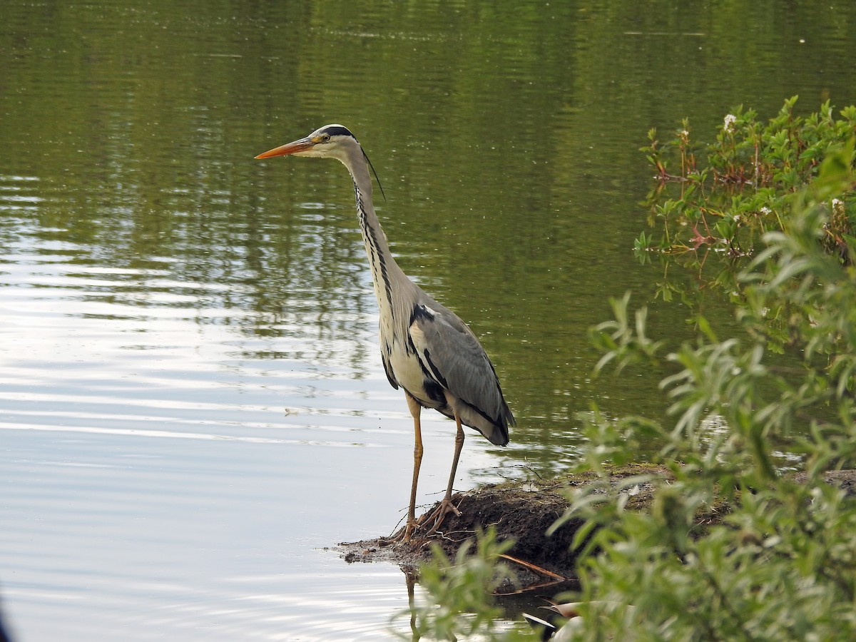 Gray Heron (Gray) - ML620887614