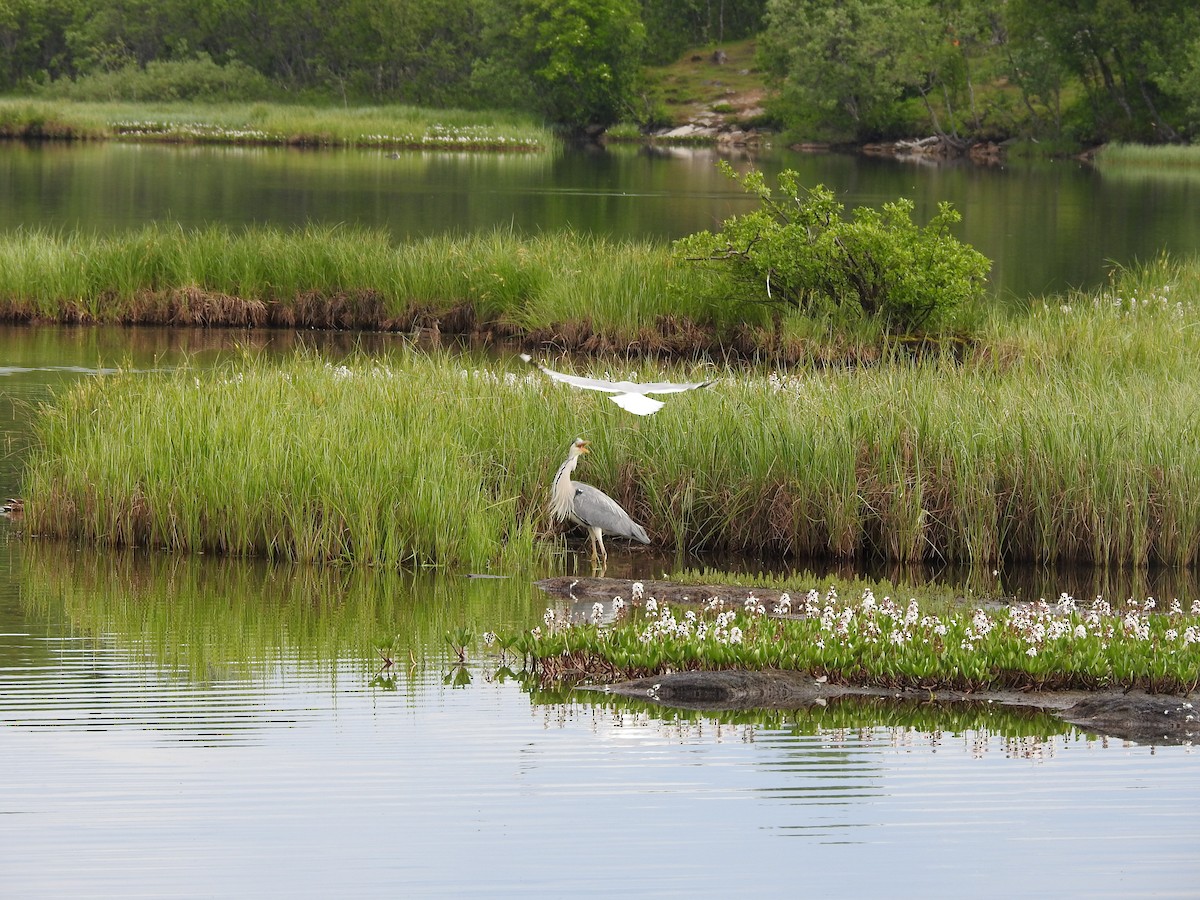 Gray Heron (Gray) - ML620887615