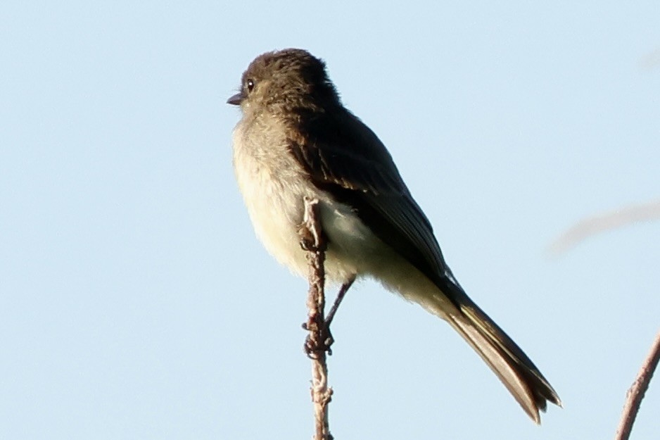 Eastern Phoebe - ML620887616