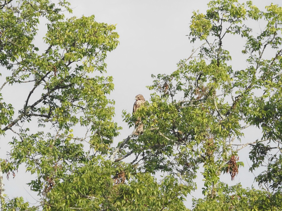 Red-shouldered Hawk - ML620887617