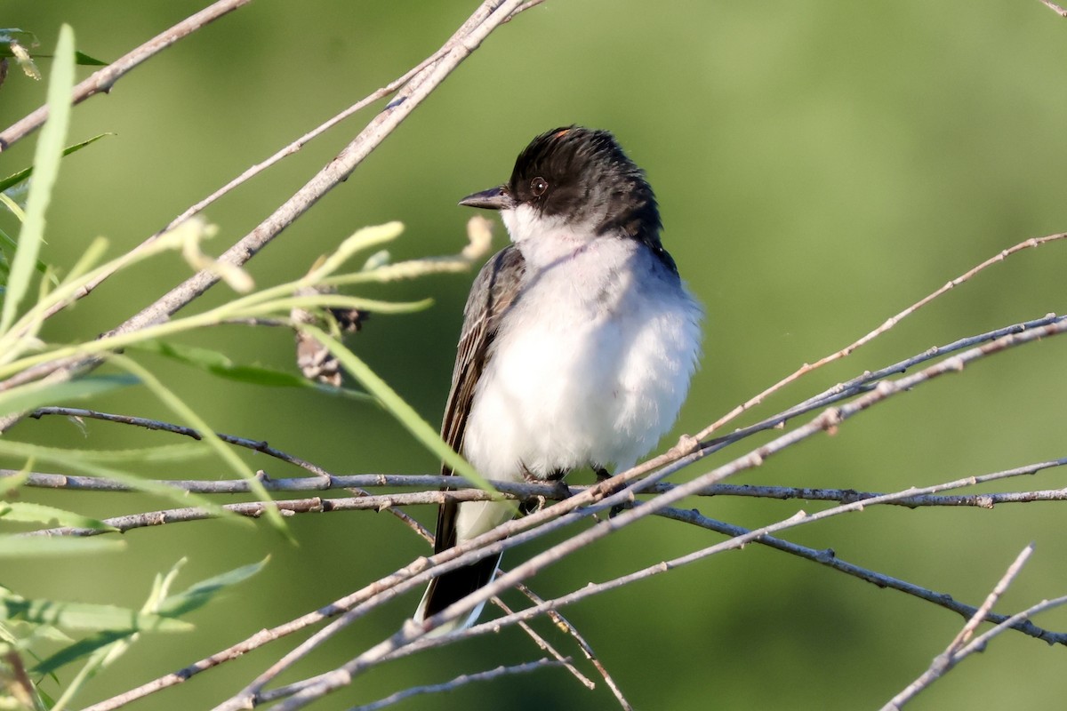 Eastern Kingbird - ML620887618