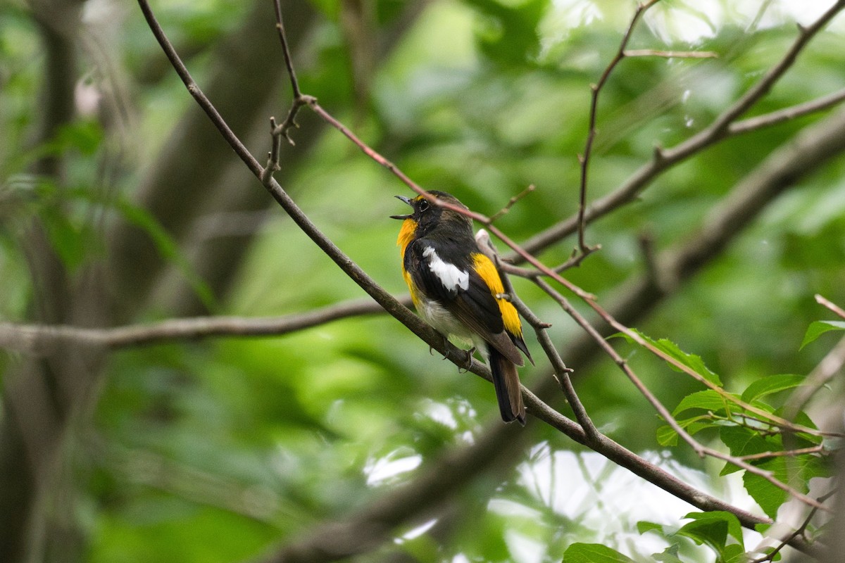 Narcissus Flycatcher - Anonymous