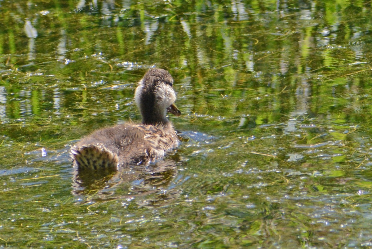 Ruddy Duck - ML620887622