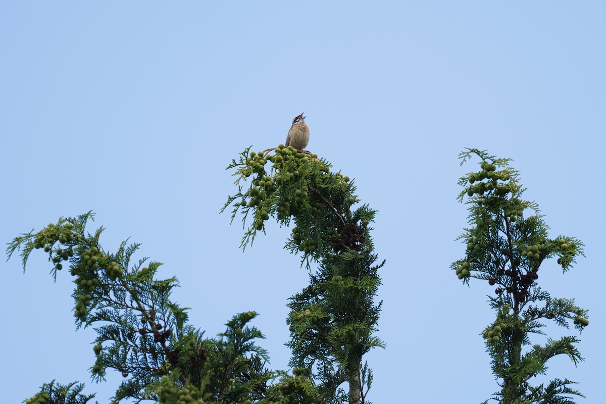 Meadow Bunting - ML620887623