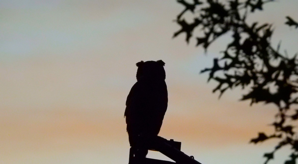 Great Horned Owl - ML620887624