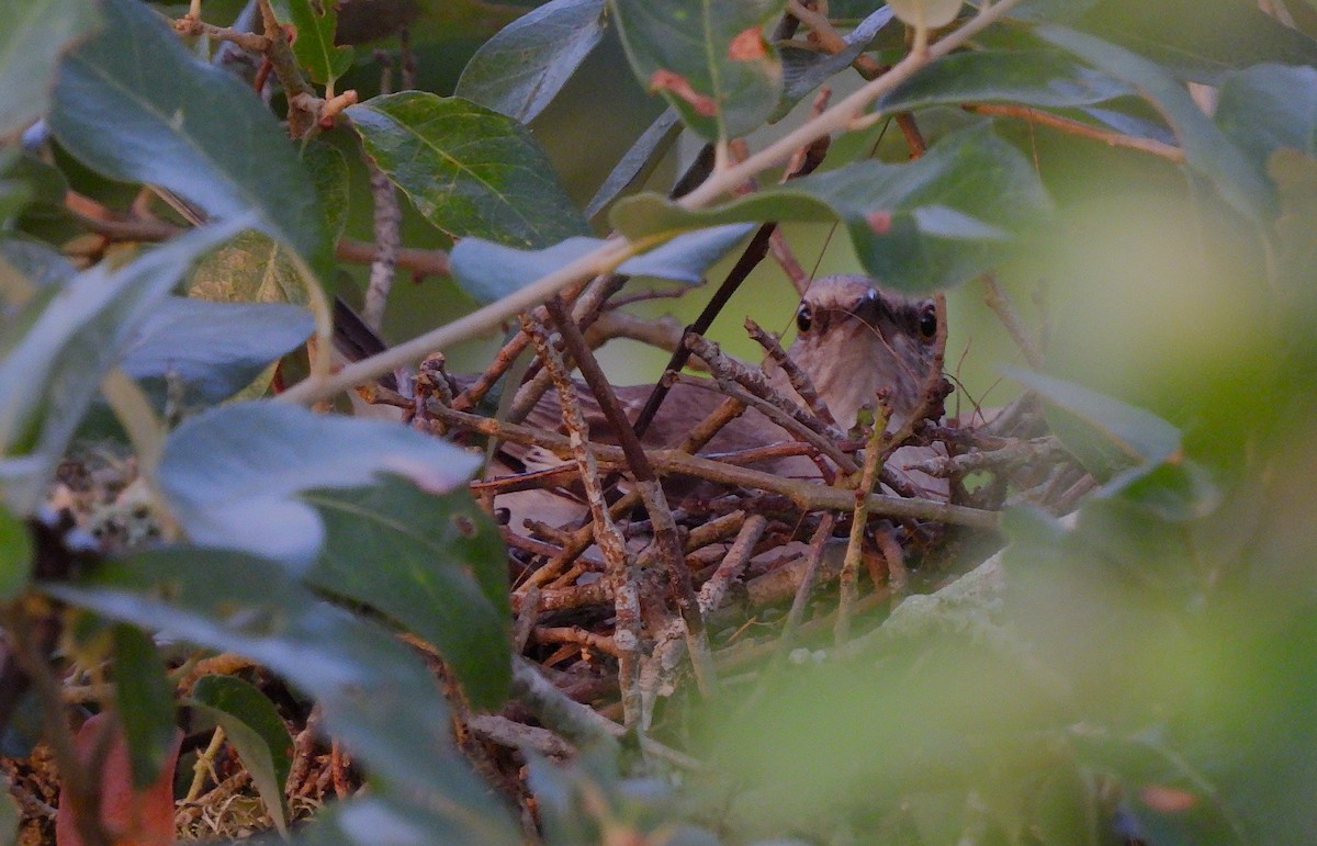 Northern Mockingbird - ML620887625