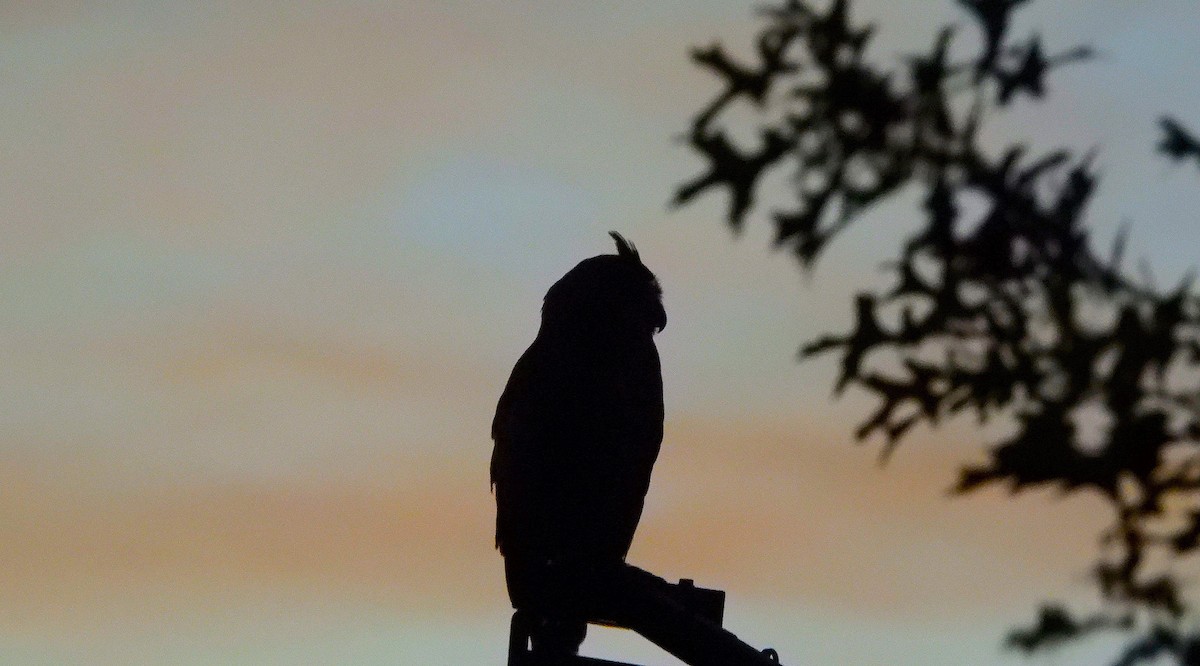 Great Horned Owl - ML620887628