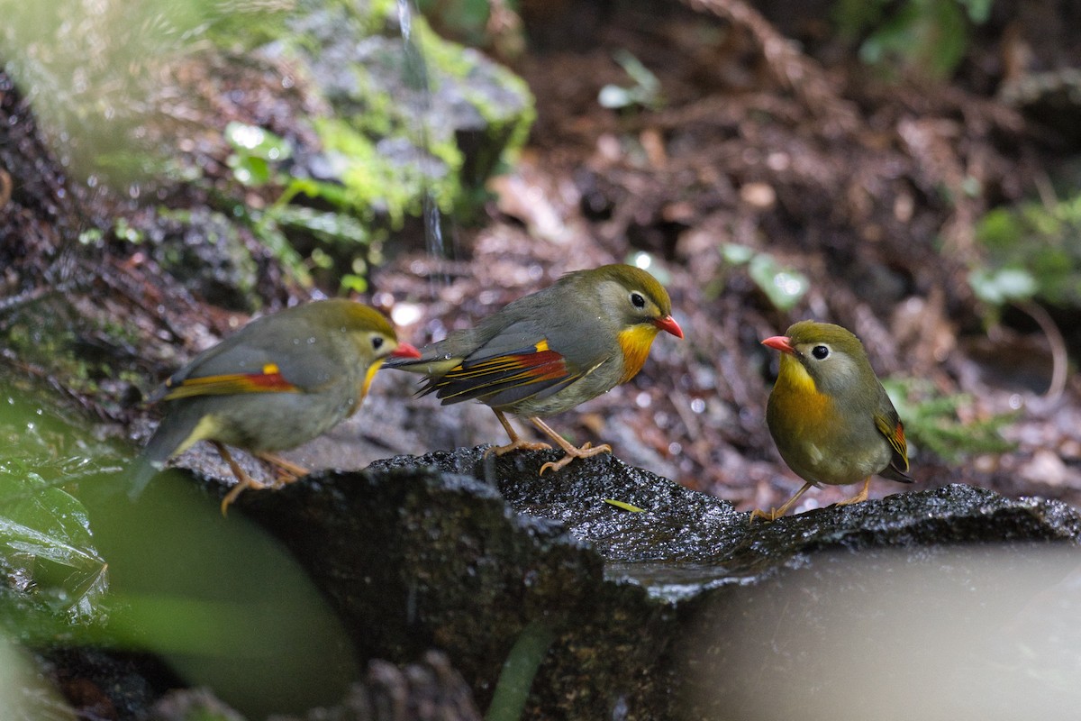 Red-billed Leiothrix - ML620887631