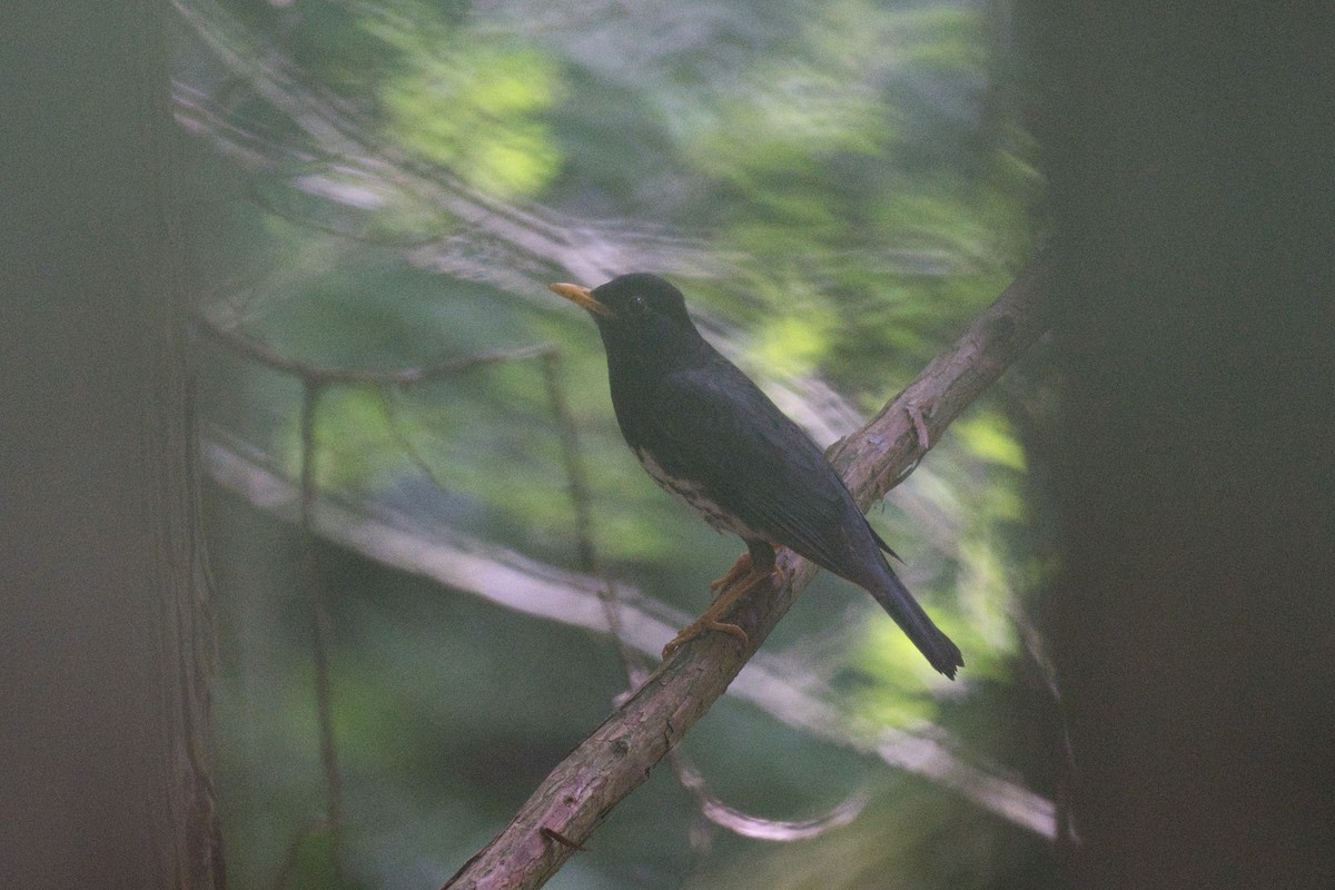 Japanese Thrush - ML620887633