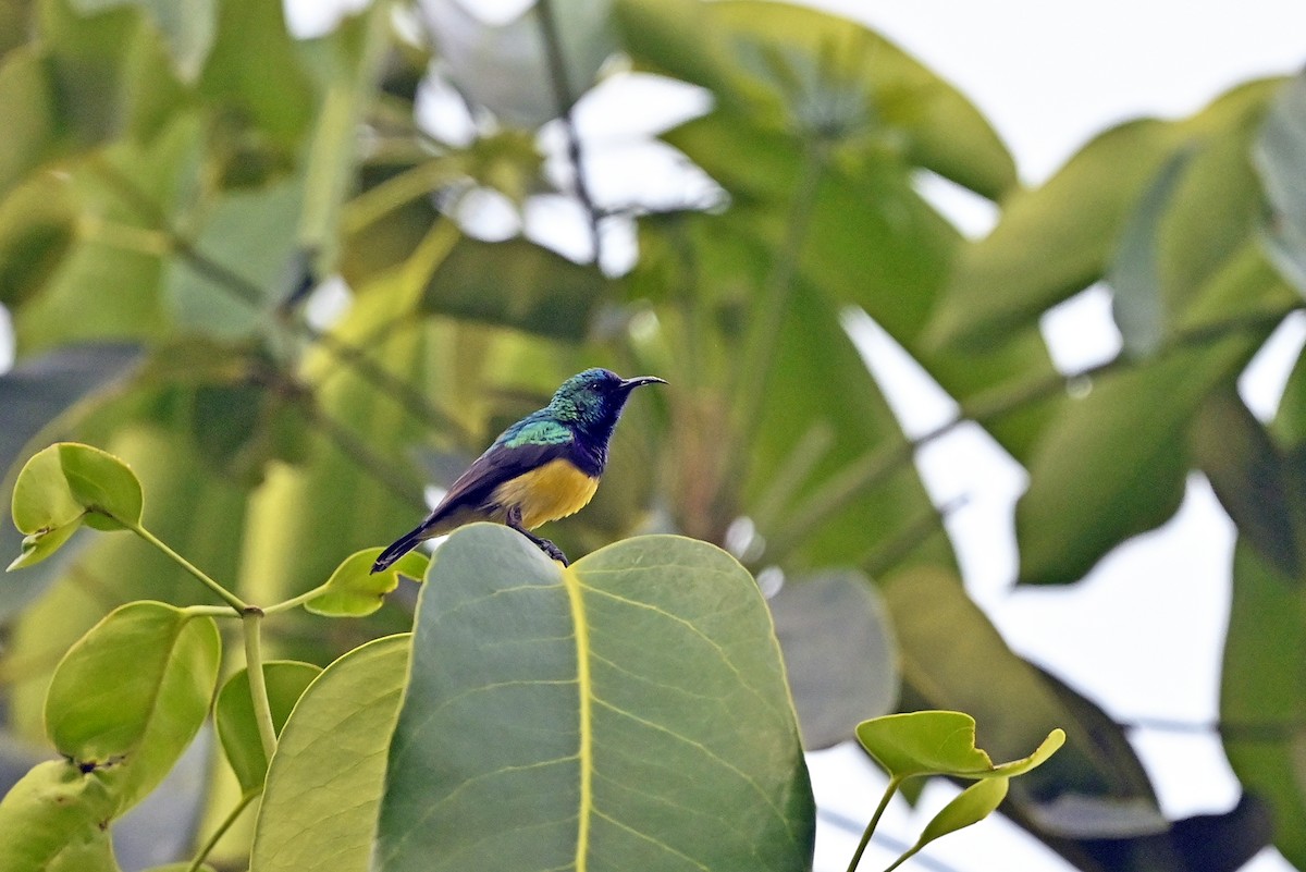 Variable Sunbird (Yellow-bellied) - ML620887634