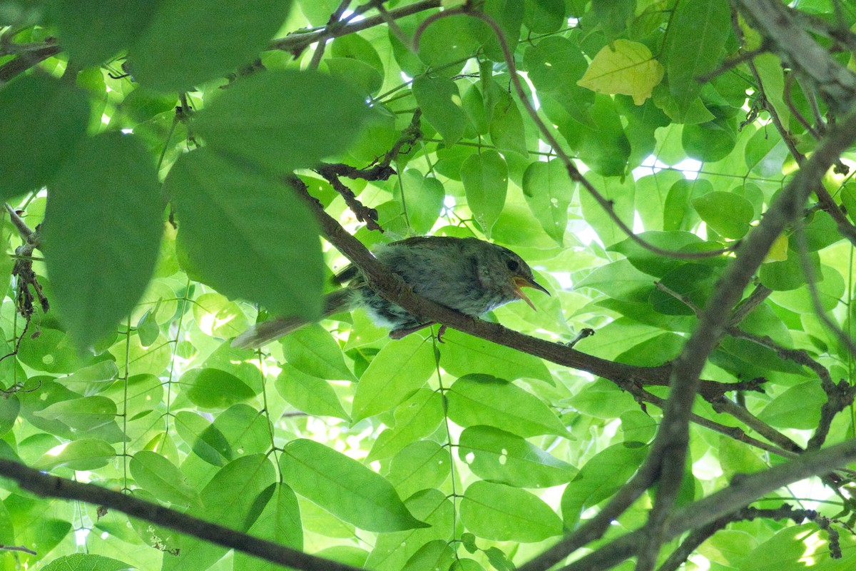 Japanese Bush Warbler - ML620887635