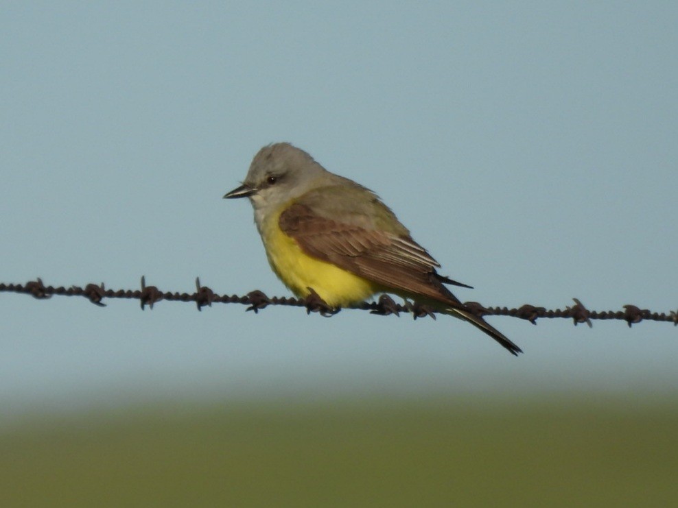 Western Kingbird - ML620887639