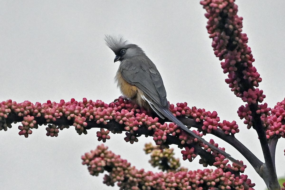 Speckled Mousebird - ML620887644