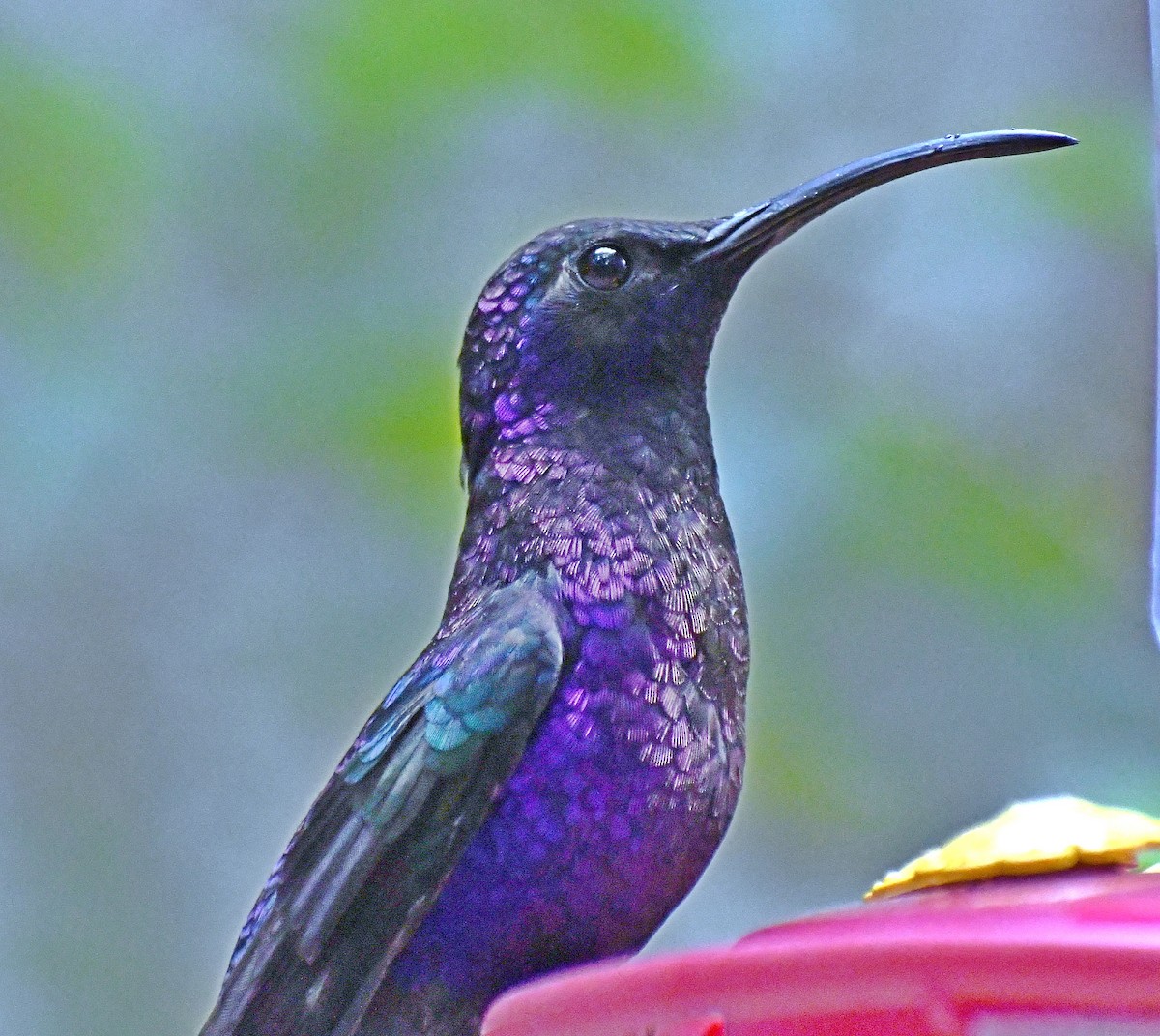 kolibřík fialkový - ML620887646
