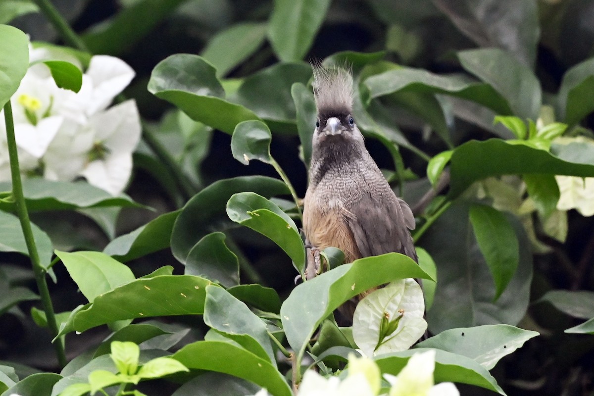 Speckled Mousebird - ML620887650