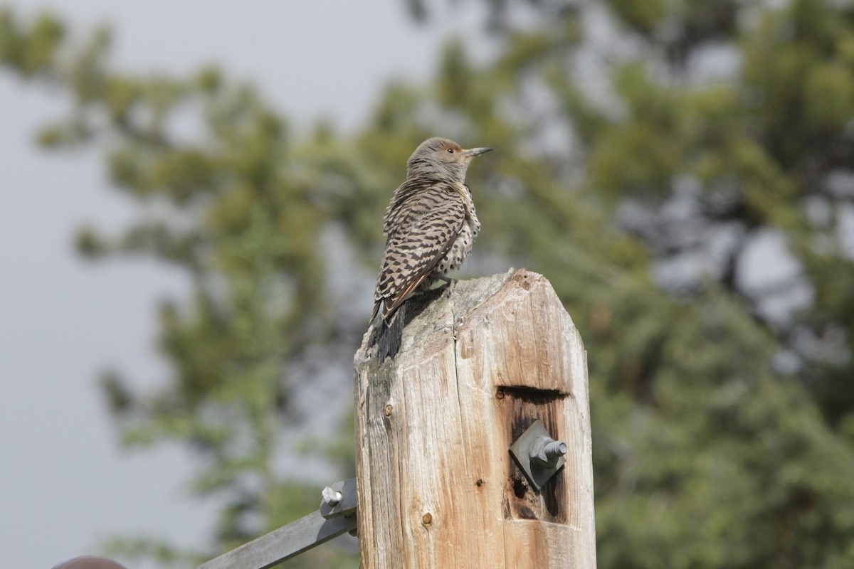 Northern Flicker - ML620887652