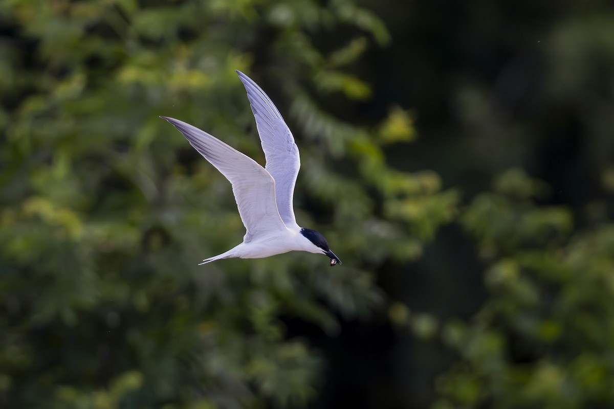 Gull-billed Tern - ML620887664