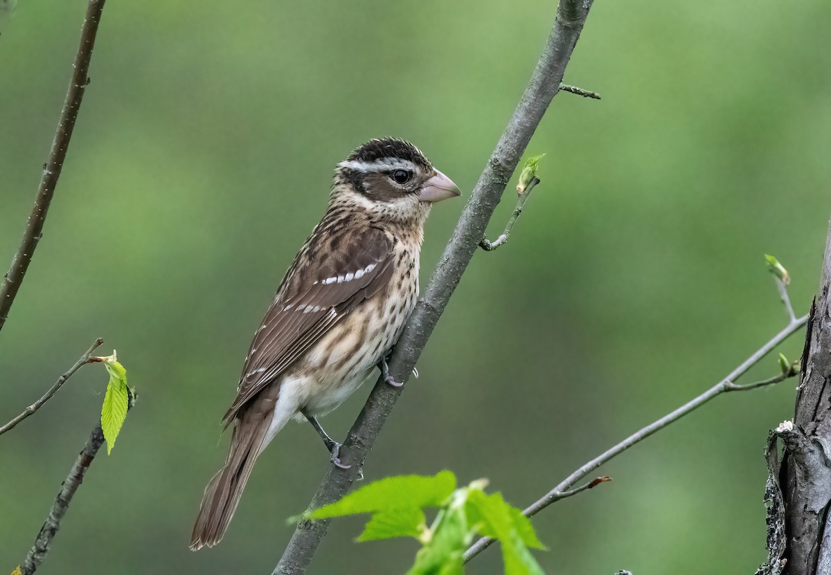 Rose-breasted Grosbeak - ML620887665