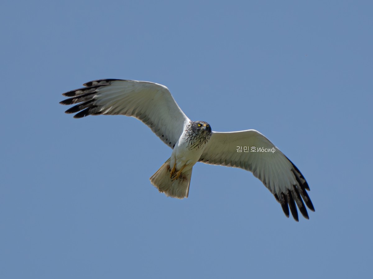 Eastern Marsh Harrier - ML620887668